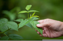 Load image into Gallery viewer, Woman
