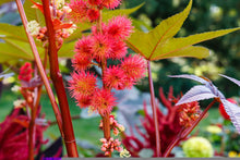 Load image into Gallery viewer, Gaia&#39;s Drops
