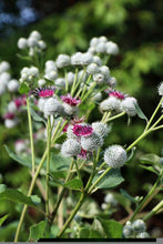 Load image into Gallery viewer, Ocean Beauty
