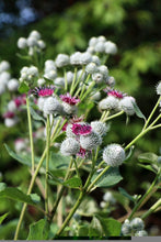 Load image into Gallery viewer, Cleanse
