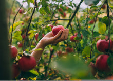 Load image into Gallery viewer, Eden
